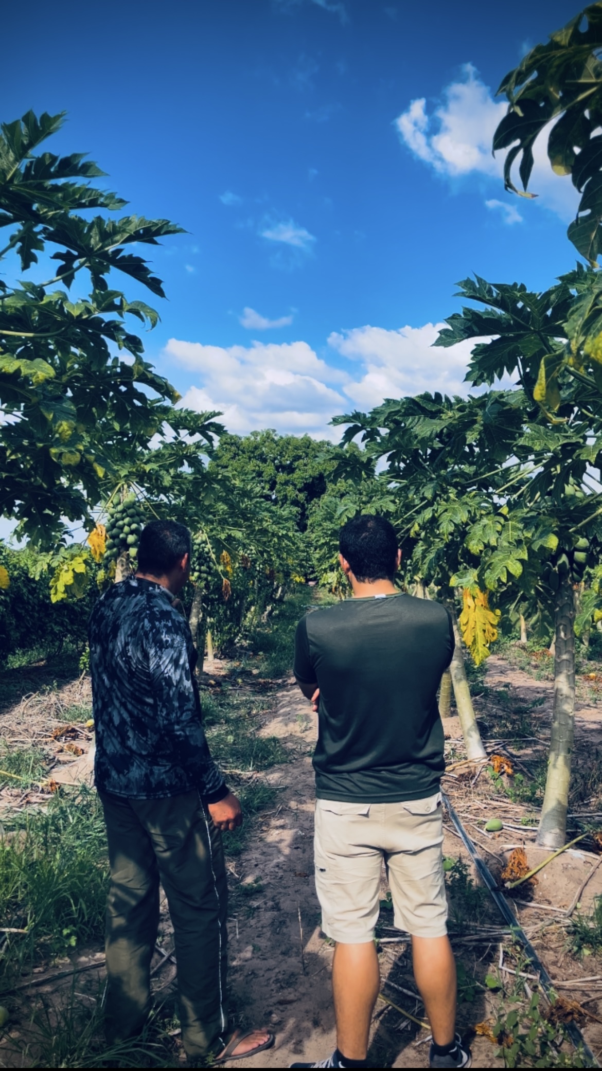 Trabalhadores em plantação de mamão